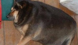 胖犬来爆料视频