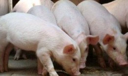 猪灌泥浆爆料怎么做视频,轻松上手，打造热门短视频