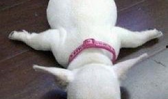 胖犬来爆料视频