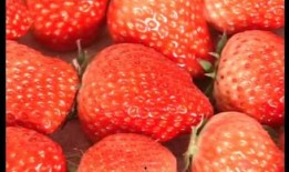 爆料种植草莓视频播放,视频播放带你领略田园风光
