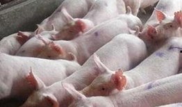 猪灌泥浆爆料怎么做视频,轻松上手，打造热门短视频