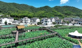 乡村美景大爆料视频下载,视频带你领略田园风光无限