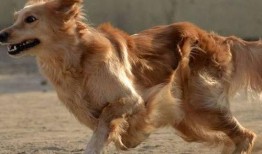 胖犬来爆料视频