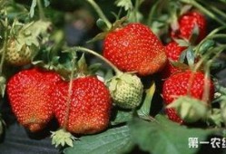 爆料种植草莓视频播放,视频播放带你领略田园风光