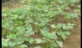 爆料种植草莓视频播放,视频播放带你领略田园风光