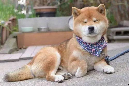 2022娱乐圈吃瓜乱象,揭秘吃瓜乱象背后的真相与反思